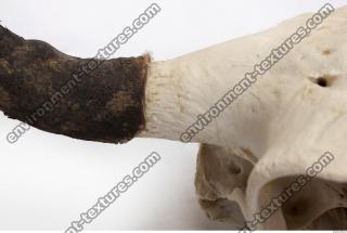 skull antler 0011